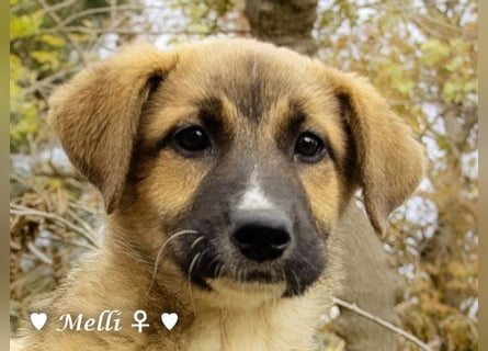 Neue Bilder: Melli, Millie und Mokka suchen ab Januar ein Zuhause.