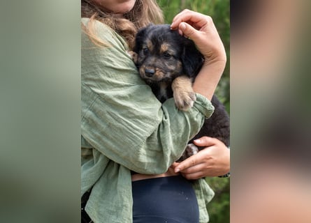 Sechs wunderschöne Schäferhundmischlinge suchen ein Zuhause