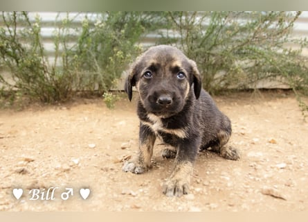 Update: Brenda, Bill, Bob und Bertie suchen ab Anfang Januar ein Zuhause