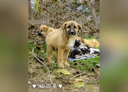 Neue Bilder: Melli, Millie und Mokka suchen ab Januar ein Zuhause.