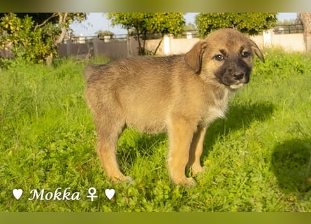 Melli und Mokka suchen ab Januar ein Zuhause.