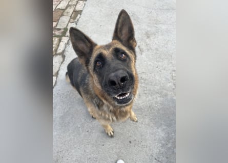 Liebevolle Hündin Lola sucht neues Zuhause.