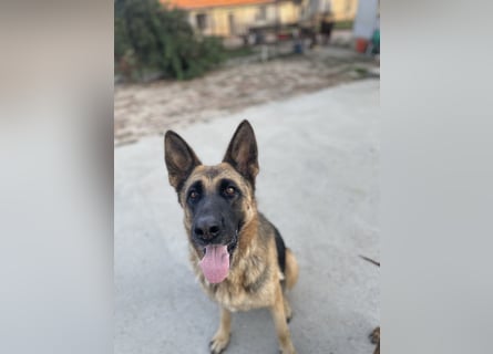 Liebevolle Hündin Lola sucht neues Zuhause.