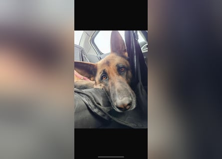 Liebevolle Hündin Lola sucht neues Zuhause.
