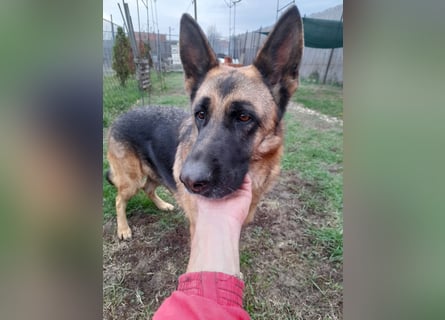 Liebevolle Hündin Lola sucht neues Zuhause.