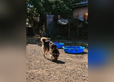 MYRKO sucht sein Zuhause