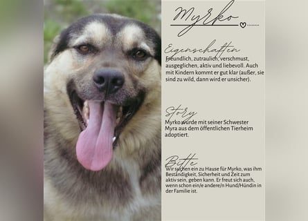 MYRKO wünscht sich ein Zuhause für immer