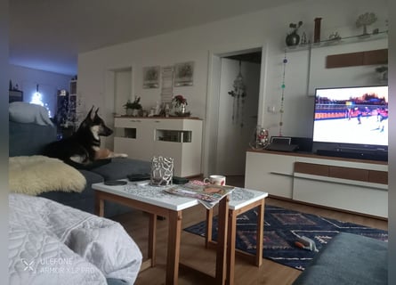 Deutscher Schaefer x Sibirian Husky Herzensgut Lebenslustig Kerngesund Vertraeglich