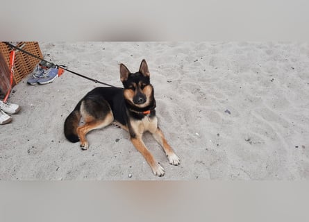 Deutscher Schaefer x Sibirian Husky Herzensgut Lebenslustig Kerngesund Vertraeglich