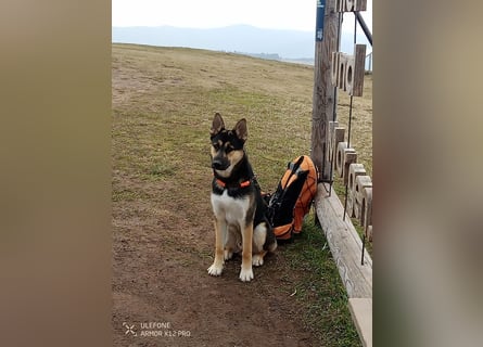 Deutscher Schaefer x Sibirian Husky Herzensgut Lebenslustig Kerngesund Vertraeglich