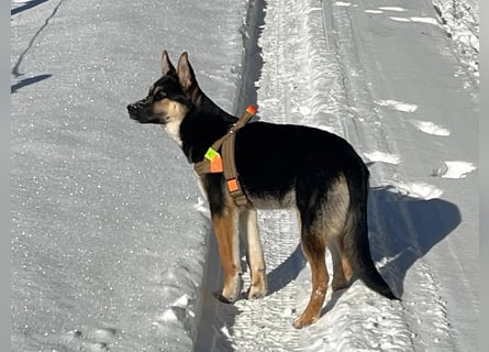 Deutscher Schaefer x Sibirian Husky Herzensgut Lebenslustig Kerngesund Vertraeglich