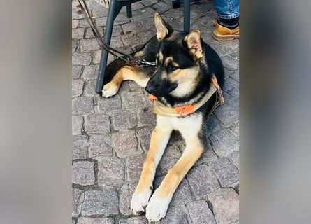 Deutscher Schaefer x Sibirian Husky Herzensgut Lebenslustig Kerngesund Vertraeglich