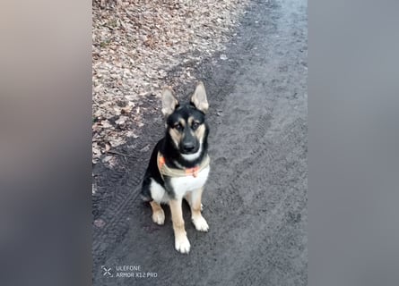 Deutscher Schaefer x Sibirian Husky Herzensgut Lebenslustig Kerngesund Vertraeglich