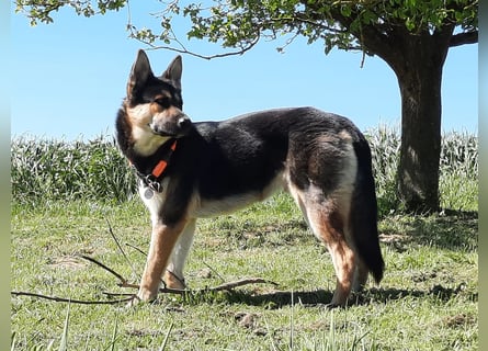 Deutscher Schaefer x Sibirian Husky Herzensgut Lebenslustig Kerngesund Vertraeglich