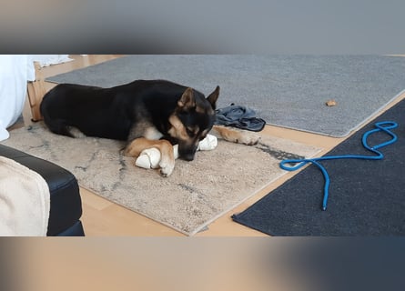 Deutscher Schaefer x Sibirian Husky Herzensgut Lebenslustig Kerngesund Vertraeglich