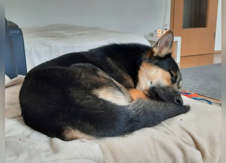 Deutscher Schaefer x Sibirian Husky Herzensgut Lebenslustig Kerngesund Vertraeglich
