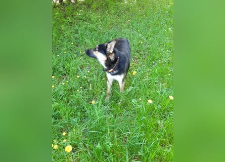 Deutscher Schaefer x Sibirian Husky Herzensgut Lebenslustig Kerngesund Vertraeglich