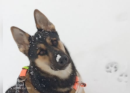 Deutscher Schaefer x Sibirian Husky Herzensgut Lebenslustig Kerngesund Vertraeglich