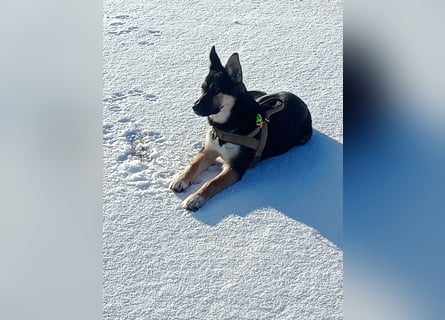 Deutscher Schaefer x Sibirian Husky Herzensgut Lebenslustig Kerngesund Vertraeglich