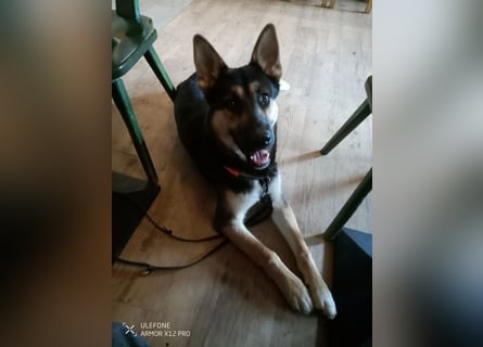 Deutscher Schaefer x Sibirian Husky Herzensgut Lebenslustig Kerngesund Vertraeglich