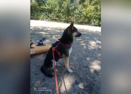Deutscher Schaefer x Sibirian Husky Herzensgut Lebenslustig Kerngesund Vertraeglich