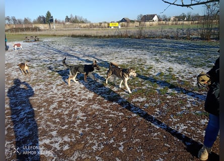 Deutscher Schaefer x Sibirian Husky Herzensgut Lebenslustig Kerngesund Vertraeglich