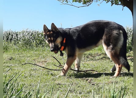 Deutscher Schaefer x Sibirian Husky Herzensgut Lebenslustig Kerngesund Vertraeglich