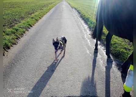 Deutscher Schaefer x Sibirian Husky Herzensgut Lebenslustig Kerngesund Vertraeglich