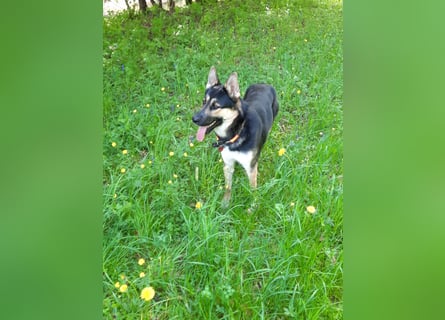Deutscher Schaefer x Sibirian Husky Herzensgut Lebenslustig Kerngesund Vertraeglich