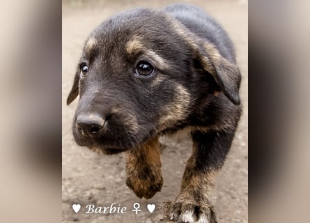 Barbie, Betty, Becky und Brenda suchen ab Mitte Januar ein Zuhause Barbie, Betty, Becky und Brenda suchen ab Mitte Januar ein Zuhause