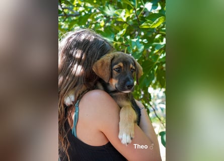 Tilly und Theo suchen noch ein Zuhause