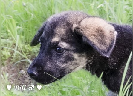 Update: Brenda, Bill, Bob und Bertie suchen ab Anfang Januar ein Zuhause