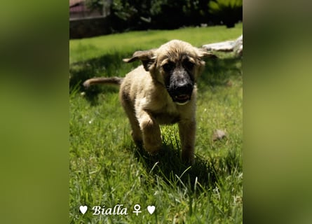 D'Artagnan, Bizou und Biala suchen ein Zuhause