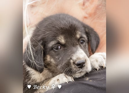 Barbie, Betty, Becky und Brenda suchen ab Mitte Januar ein Zuhause Barbie, Betty, Becky und Brenda suchen ab Mitte Januar ein Zuhause