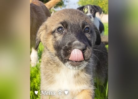 Die M-Mädels suchen ab Januar ein Zuhause