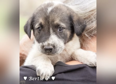 Bill, Bob und Bertie suchen ab Mitte Januar ein Zuhause Bill, Bob und Bertie suchen ab Mitte Januar ein Zuhause