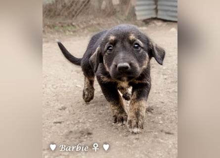 Barbie, Betty, Becky und Brenda suchen ab Mitte Januar ein Zuhause Barbie, Betty, Becky und Brenda suchen ab Mitte Januar ein Zuhause