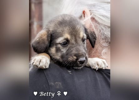Barbie, Betty, Becky und Brenda suchen ab Mitte Januar ein Zuhause Barbie, Betty, Becky und Brenda suchen ab Mitte Januar ein Zuhause