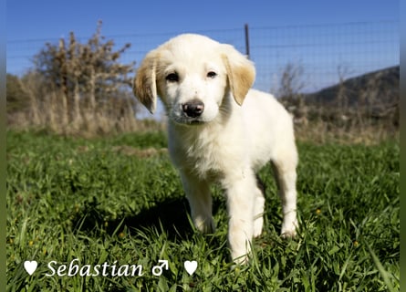Scotty und seine Geschwister suchen ein Zuhause