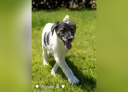 D'Artagnan, Bizou und Biala suchen ein Zuhause
