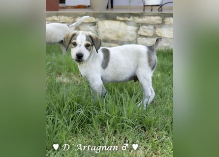 D'Artagnan, Bizou und Biala suchen ein Zuhause