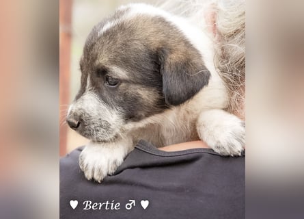 Bill, Bob und Bertie suchen ab Mitte Januar ein Zuhause Bill, Bob und Bertie suchen ab Mitte Januar ein Zuhause