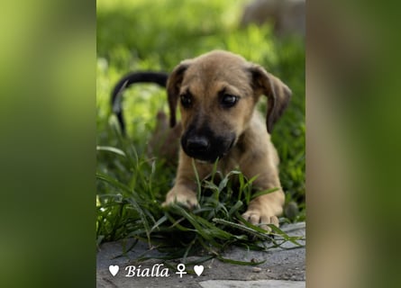 D'Artagnan, Bizou und Biala suchen ein Zuhause