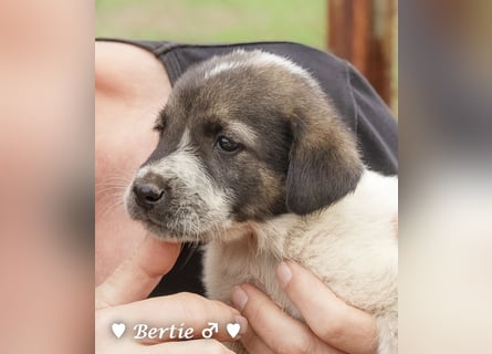 Bill, Bob und Bertie suchen ab Mitte Januar ein Zuhause Bill, Bob und Bertie suchen ab Mitte Januar ein Zuhause