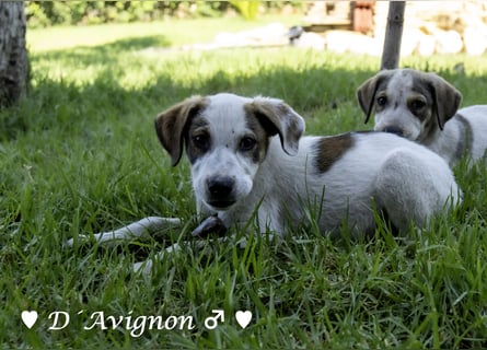 D'Artagnan, Bizou und Biala suchen ein Zuhause