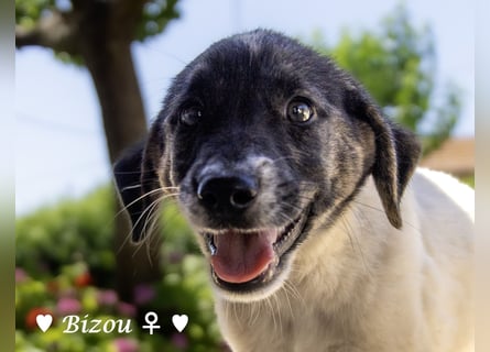 D'Artagnan, Bizou und Biala suchen ein Zuhause