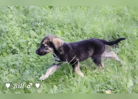 Update: Brenda, Bill, Bob und Bertie suchen ab Anfang Januar ein Zuhause