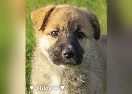 Die M-Mädels suchen ab Januar ein Zuhause