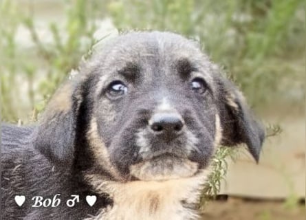 Bill, Bob und Bertie suchen ab Mitte Januar ein Zuhause Bill, Bob und Bertie suchen ab Mitte Januar ein Zuhause