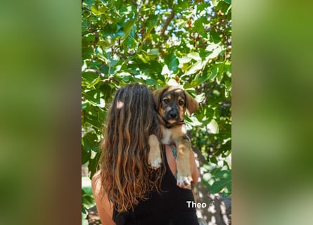 Tilly und Theo suchen noch ein Zuhause